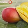 В чем польза и вред манго для беременной, и какие противопоказания для регулярного его потребления