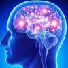 Что показывает электроэнцефалограмма головного мозга?