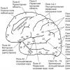 Функции и строение коры головного мозга